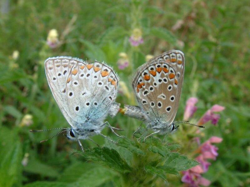 Polyommatus icarus in accoppiamento